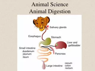 Animal Science Animal Digestion