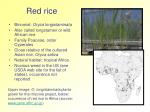 Red rice - slide 1
