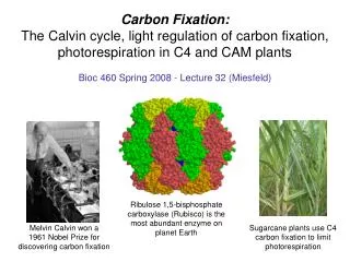 Carbon Fixation: The Calvin cycle, light regulation of carbon fixation, photorespiration in C4 and CAM plants