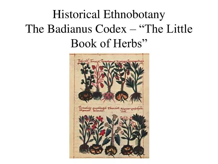 historical ethnobotany the badianus codex the little book of herbs