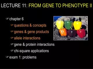 LECTURE 11: FROM GENE TO PHENOTYPE II