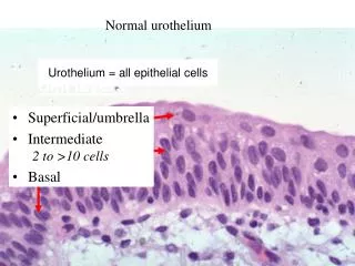 Cell layers