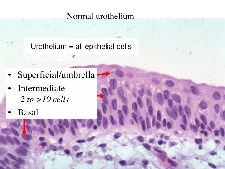 cell layers