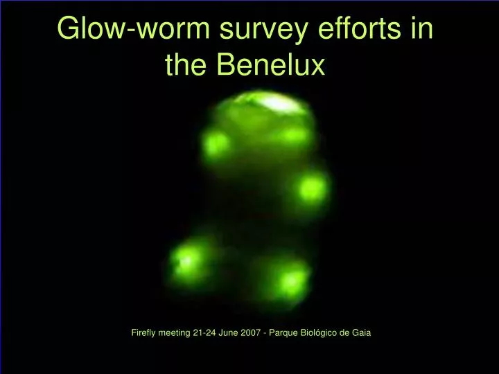 glow worm survey efforts in the benelux