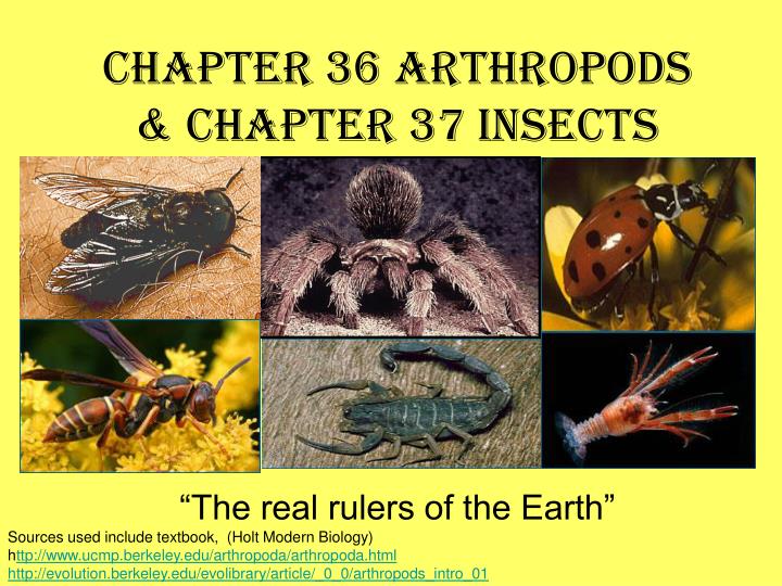 chapter 36 arthropods chapter 37 insects