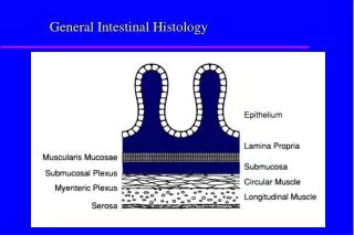 General Intestinal Histology