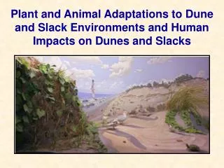 Plant and Animal Adaptations to Dune and Slack Environments and Human Impacts on Dunes and Slacks