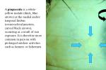 Lens - slide 1