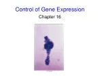 Control of Gene Expression - slide 1