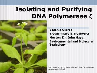 Isolating and Purifying DNA Polymerase ?