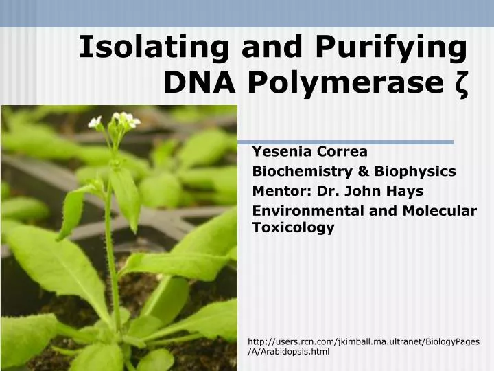 isolating and purifying dna polymerase