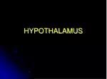HYPOTHALAMUS