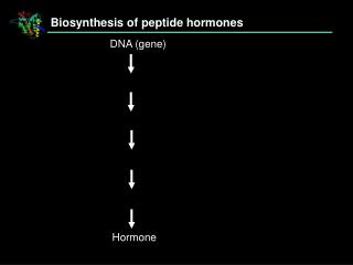 Biosynthesis of peptide hormones