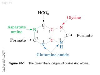 Figure 28-1 	The biosynthetic origins of purine ring atoms.