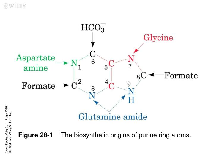 figure 28 1 the biosynthetic origins of purine ring atoms