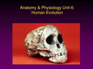 Anatomy &amp; Physiology Unit 6: Human Evolution