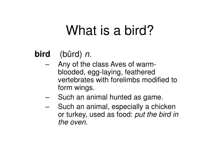 what is a bird