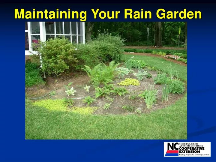 maintaining your rain garden