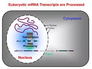 Eukaryotic mRNA Transcripts are Processed