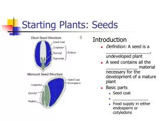 Starting Plants: Seeds