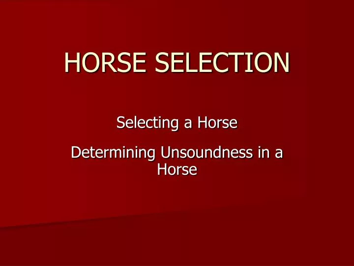horse selection