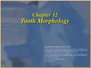 Chapter 12 Tooth Morphology