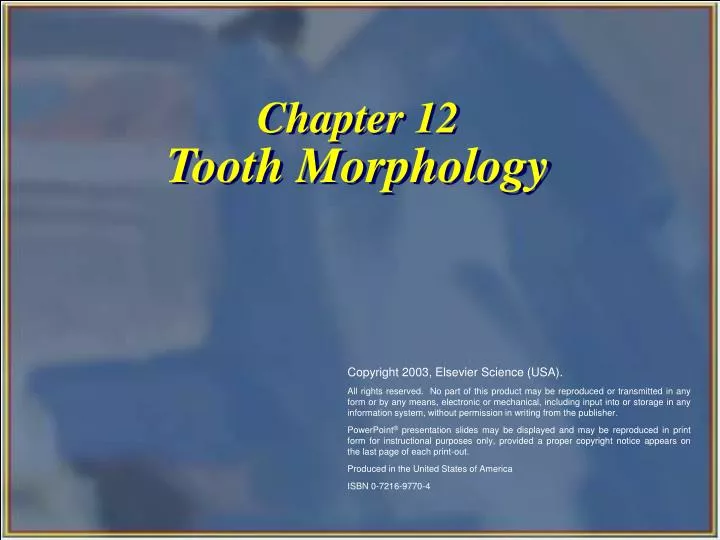 chapter 12 tooth morphology
