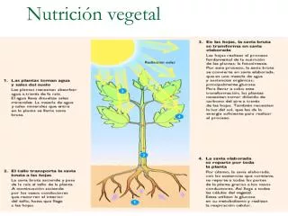 Nutrición vegetal
