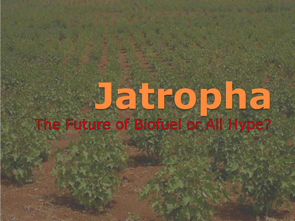 Zatropha PPT - Jatropha PowerPoint Presentation, free download - ID:218762