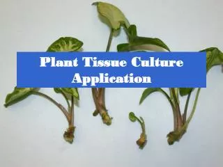 Plant Tissue Culture Application