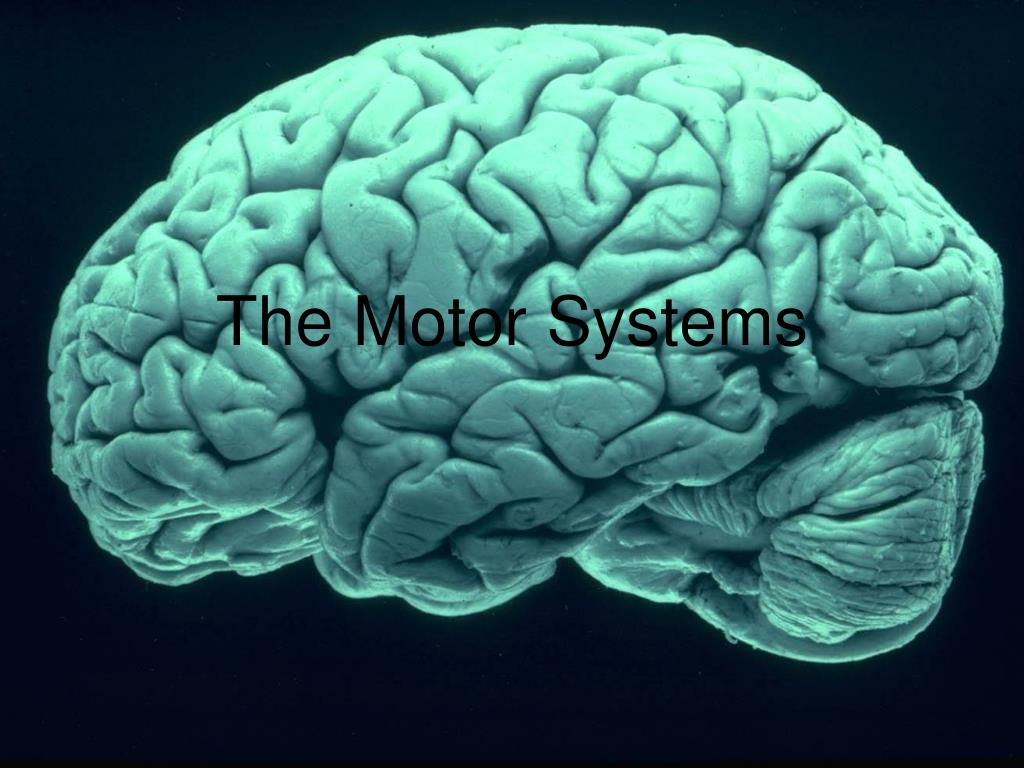 PPT - The Motor Systems PowerPoint Presentation, free download - ID:218822