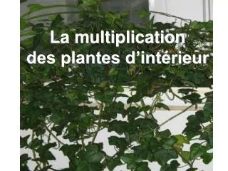 La multiplication des plantes d’intérieur