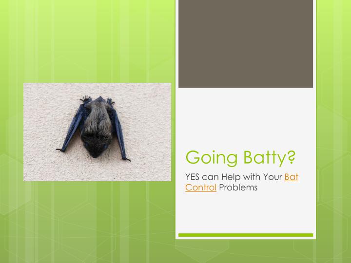 going batty