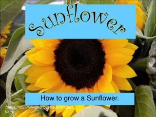How to grow a Sunflower.