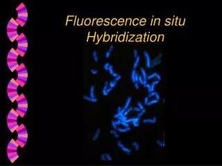 Fluorescence in situ Hybridization