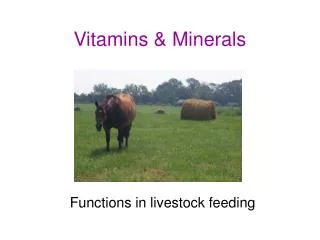 Vitamins &amp; Minerals