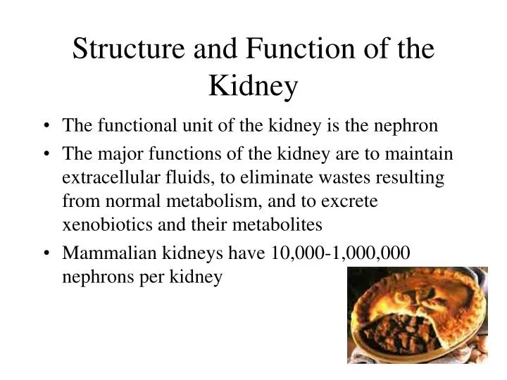 structure and function of the kidney