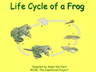 Life Cycle of a Frog