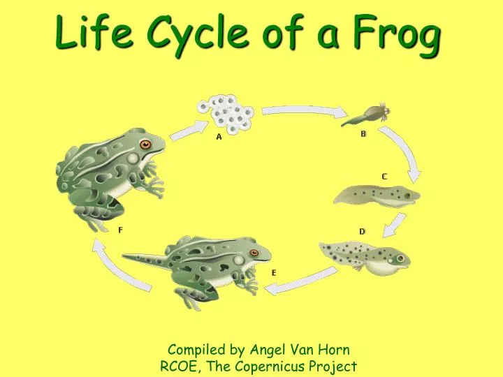 life cycle of a frog