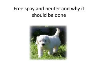 Free spay and neuter and why it should be done
