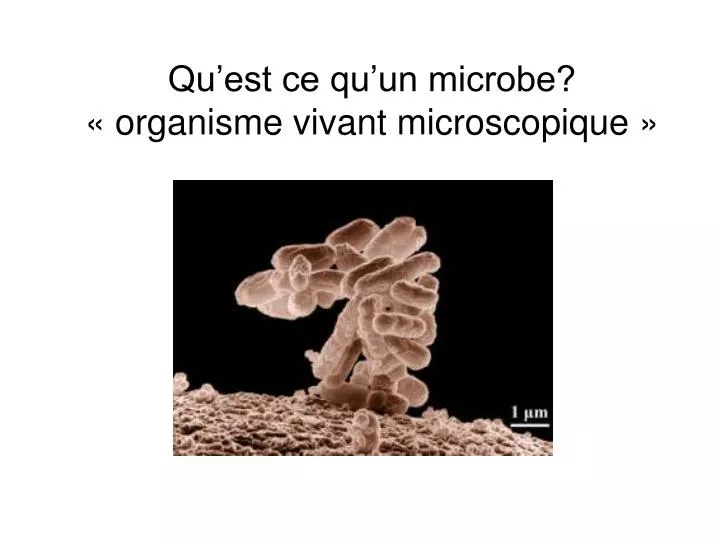 qu est ce qu un microbe organisme vivant microscopique