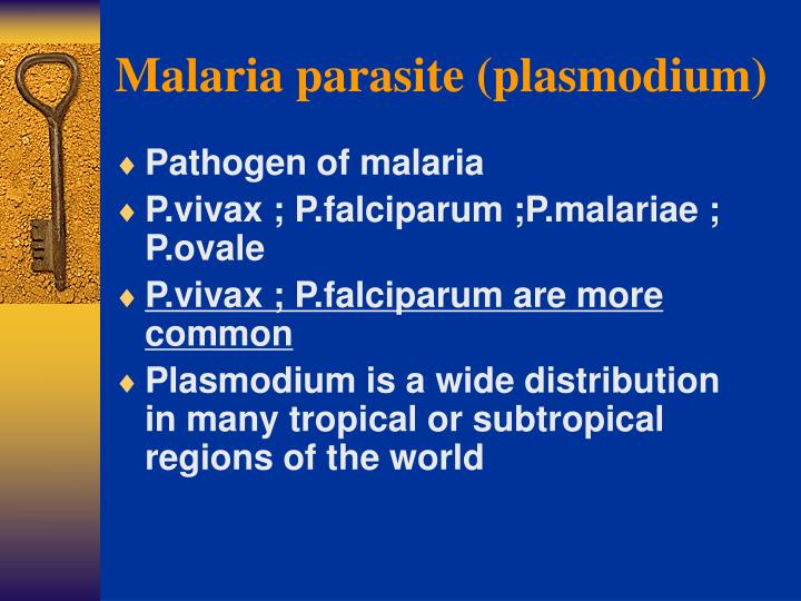 malaria parasite plasmodium