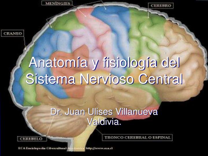 anatom a y fisiolog a del sistema nervioso central