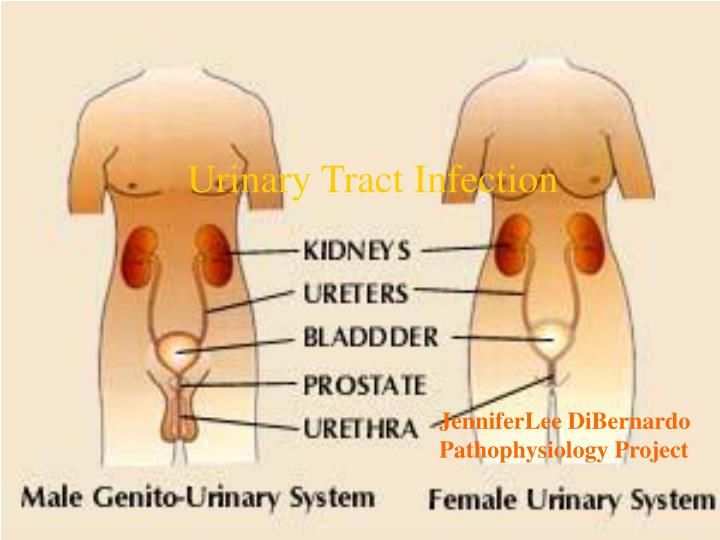 Urinary Bladder Smooth, collapsible, muscular sac - ppt download