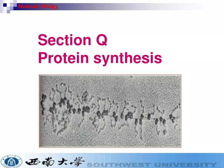 section q protein synthesis