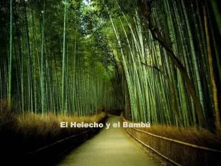 El Helecho y el Bambú