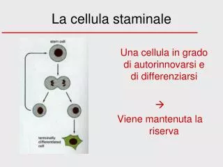 La cellula staminale