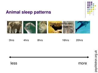 Animal sleep patterns