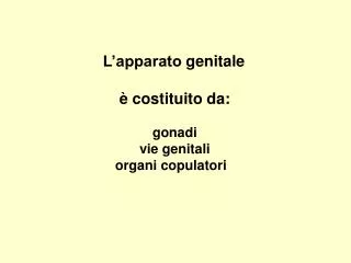 L’apparato genitale è costituito da: gonadi vie genitali organi copulatori