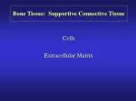 Bone Tissue: Supportive Connective Tissue - slide 1